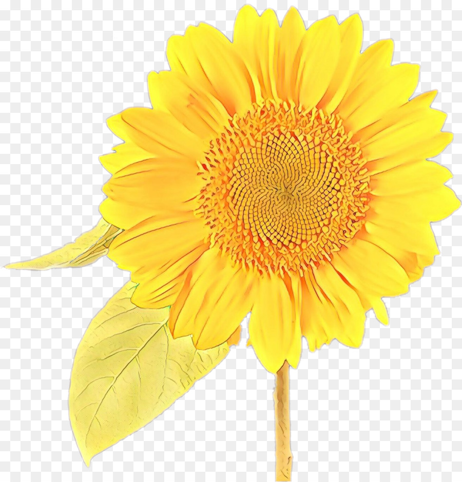 Tournesol，Feuilles PNG