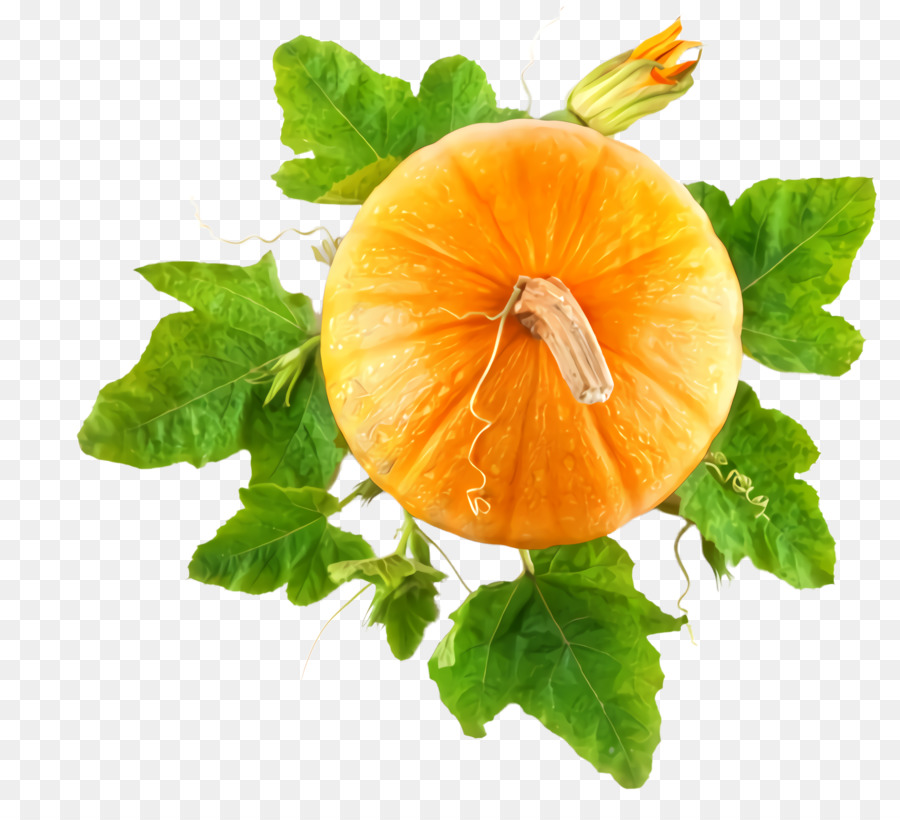 Citrouille，Feuilles PNG