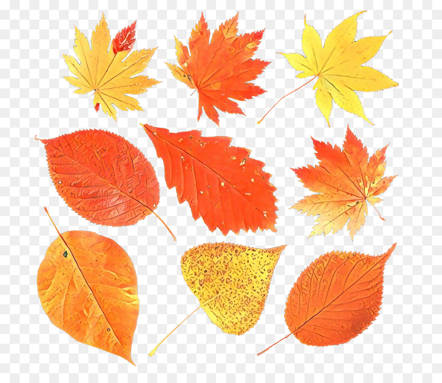 Feuilles D'automne，Automne PNG