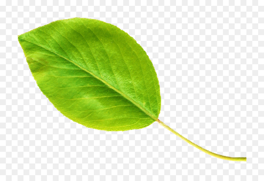 Feuilles Vertes，Feuillage PNG