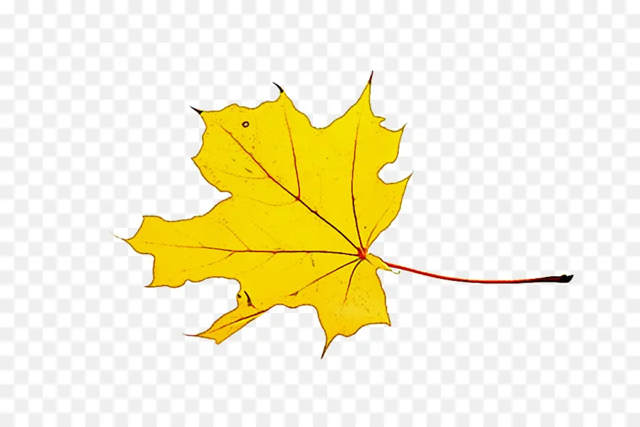 Feuilles De Ginkgo Jaune，Automne PNG