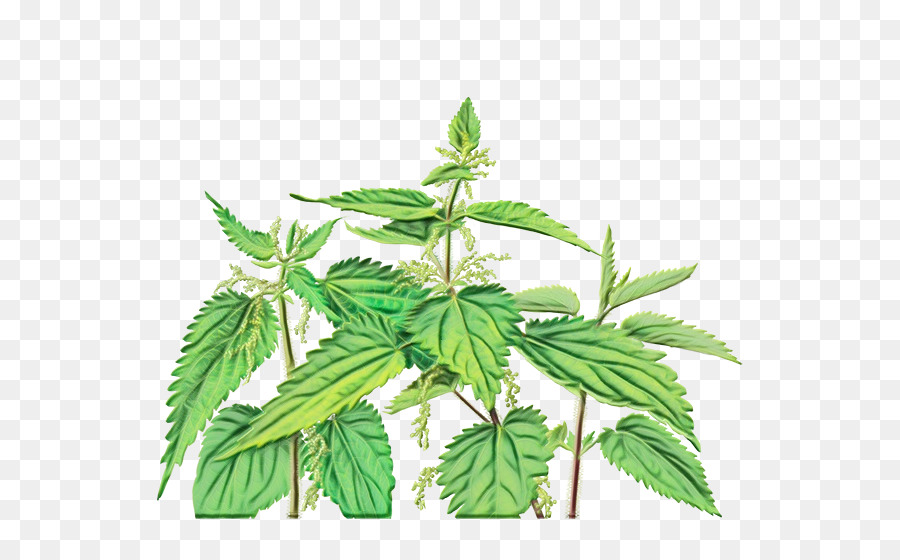 Plante Verte，Feuilles PNG