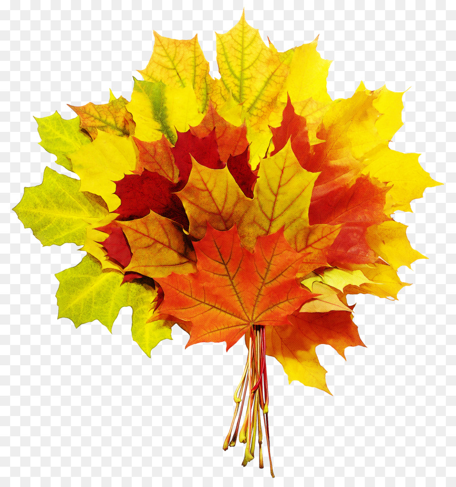 Feuilles D'érable，Automne PNG