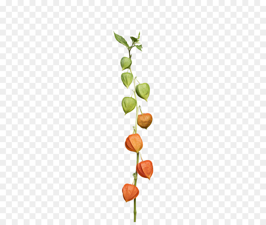 Fleur，Plante PNG