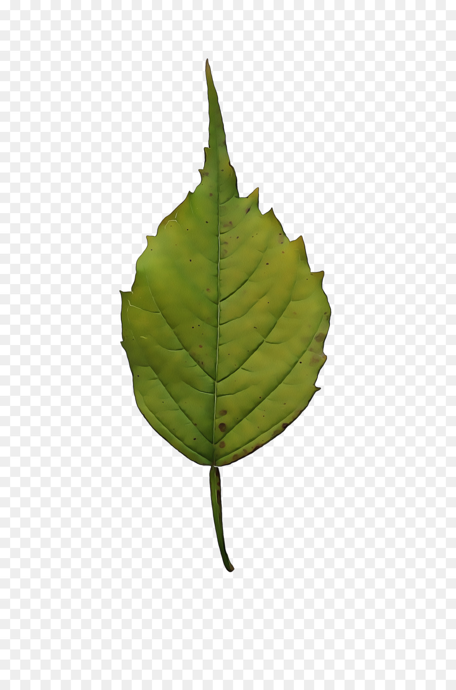 Feuille，Vert PNG