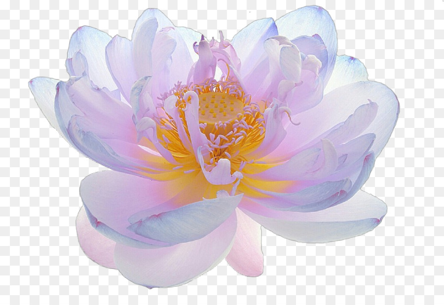 Fleur De Lotus Pourpre，Lotus PNG