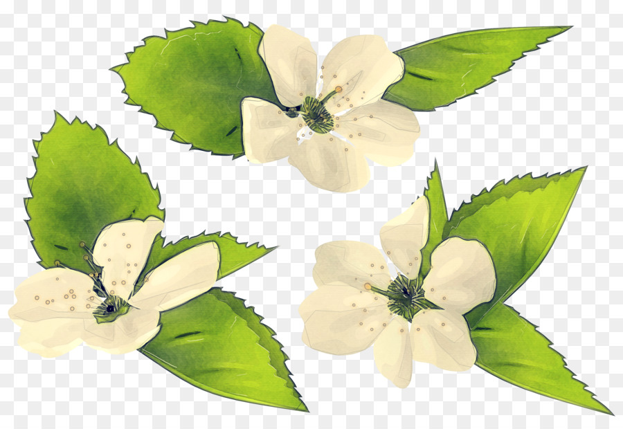 Fleur，Feuille PNG