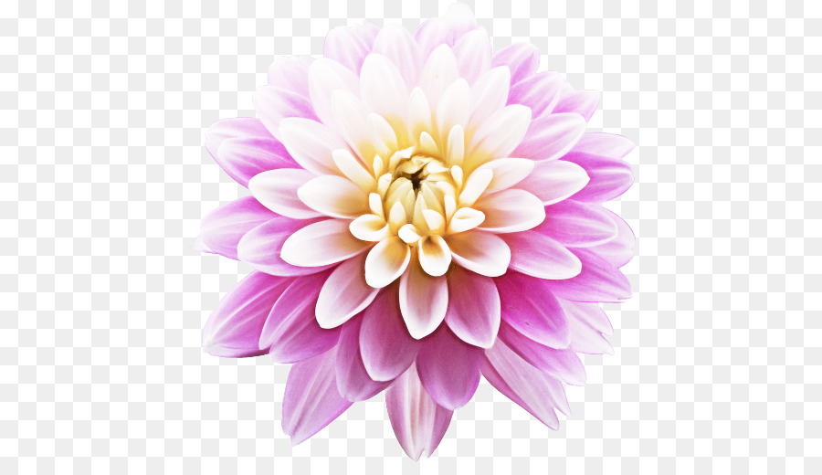 Fleur，Rose PNG