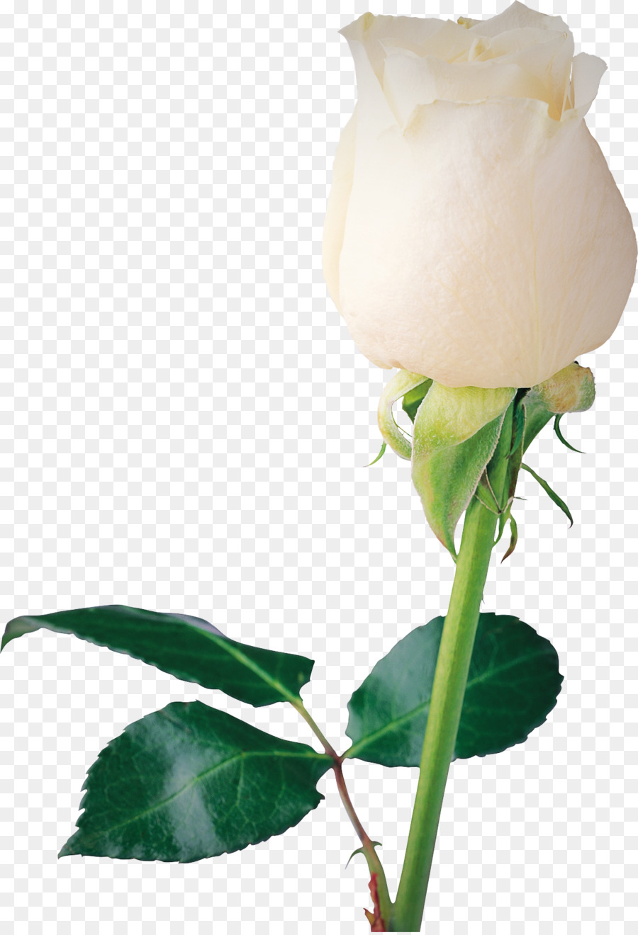 Rose Blanche，Tige PNG