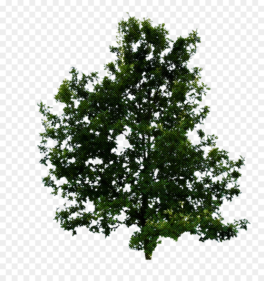 Arbre，Usine PNG