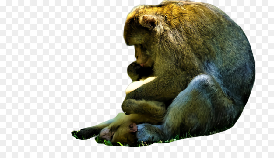 Nouveau Monde De Singe，Le Singe De L'ancien Monde PNG