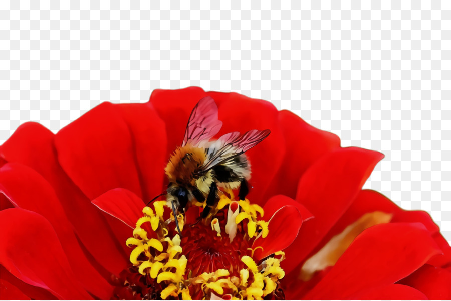 Fleur，Abeille PNG