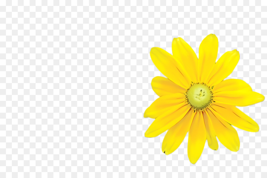 Marguerite，Blanc PNG