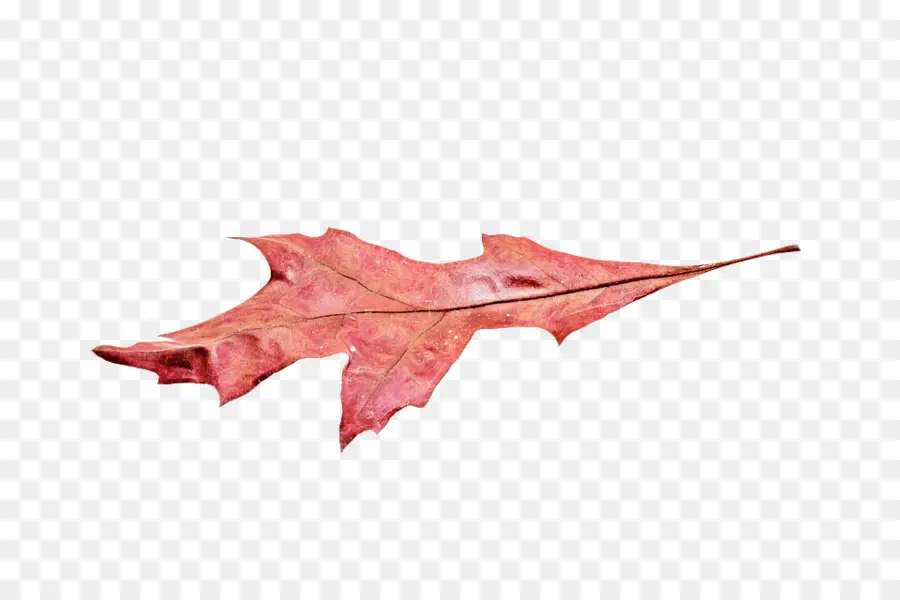 Feuille，Automne PNG