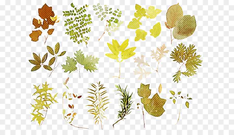 Feuille，Plante PNG