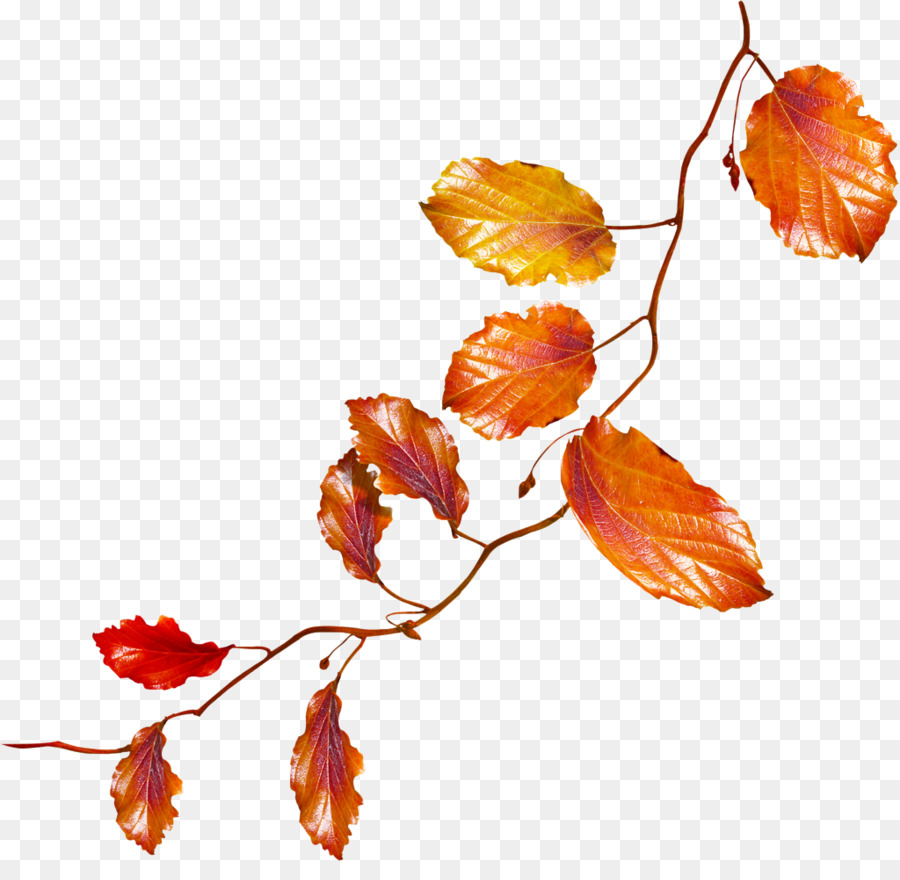 Vignes Suspendues，Feuilles PNG