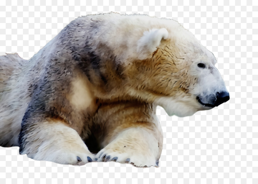 Ours Blanc，Blanc PNG