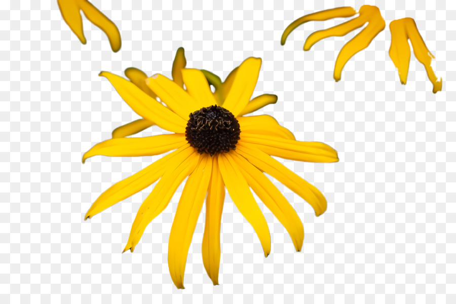 Tournesol，Jaune PNG