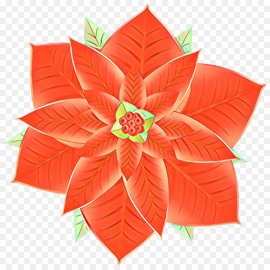 Poinsettia，Rouge PNG