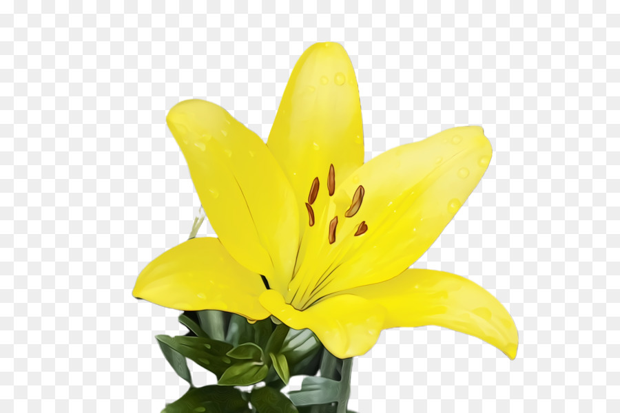 Lys Jaunes，Floraison PNG