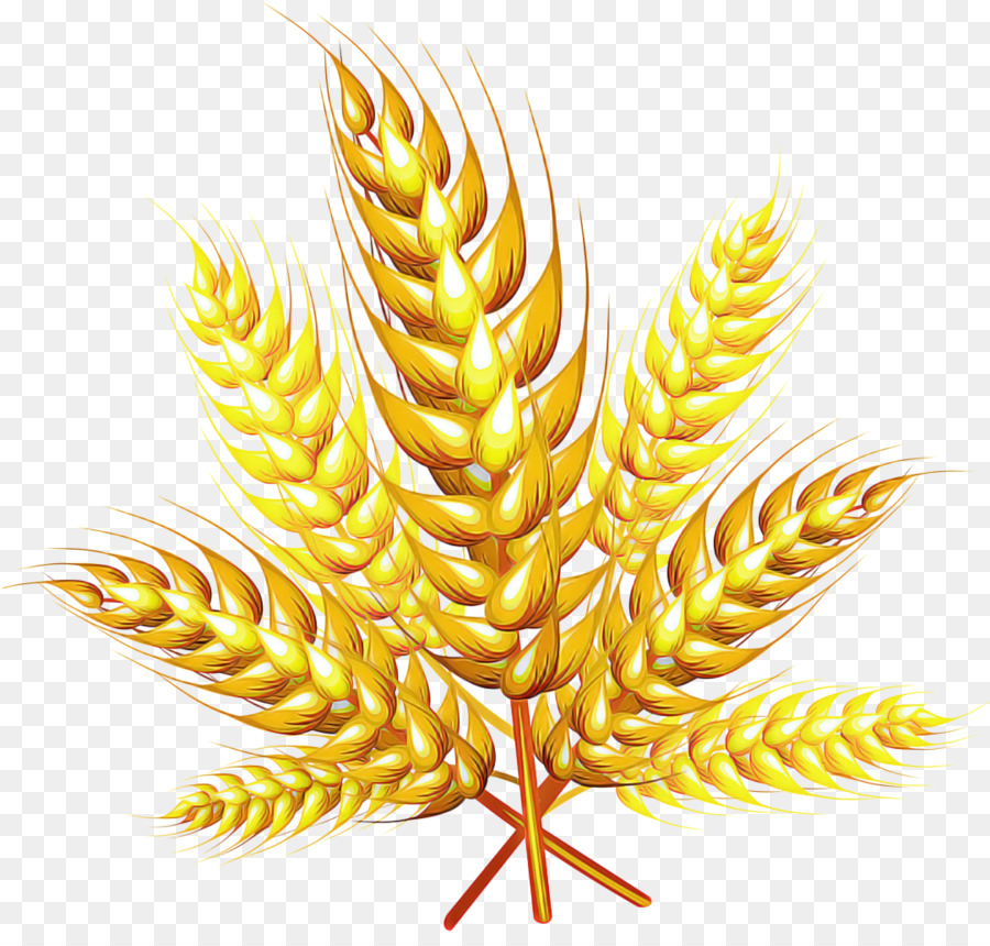 Blé Doré，Grain PNG