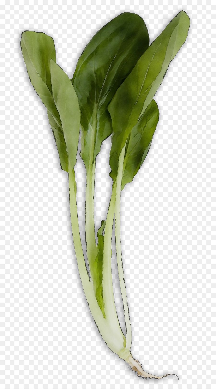 Légumes，Plante PNG