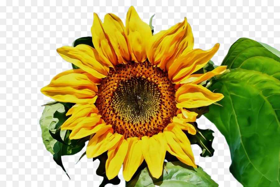 Tournesol Jaune，Feuilles Vertes PNG