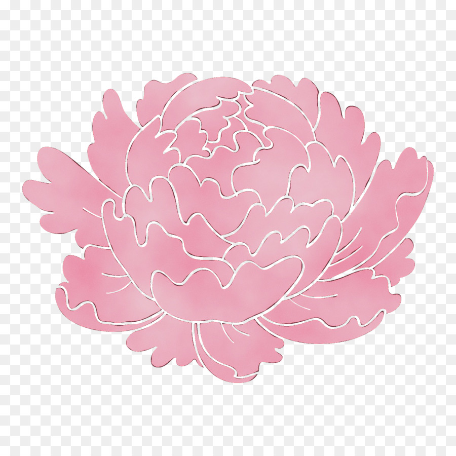 Fleur Rose，Floraison PNG