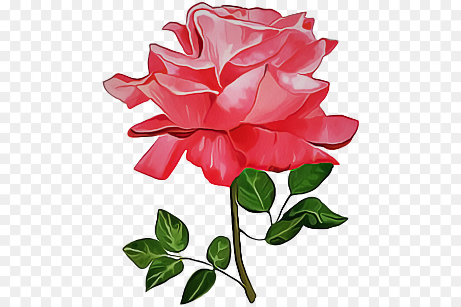 Roses，Floraison PNG