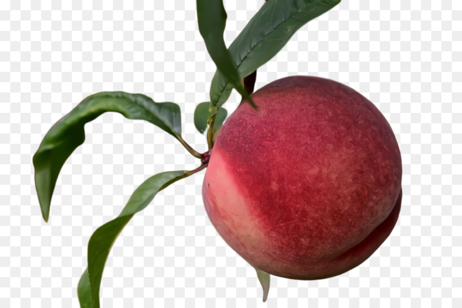 Fruits，Plante PNG