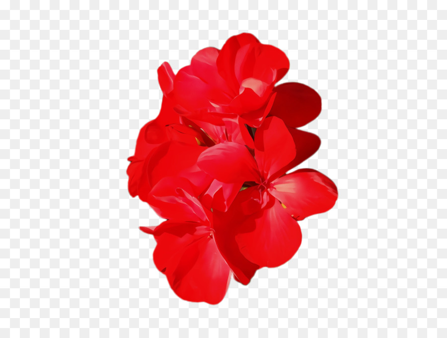 Fleurs De Bougainvilliers，Rose PNG