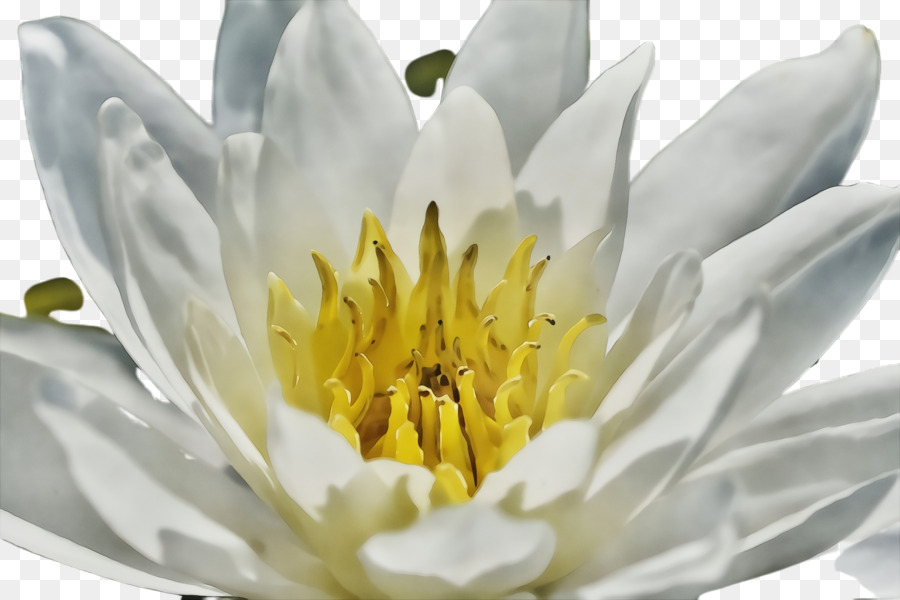Fleur，Blanc Et Parfumé à L'eau De Lys PNG