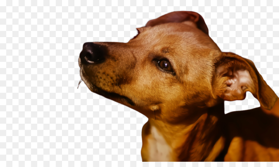 Race De Chien，Chien PNG