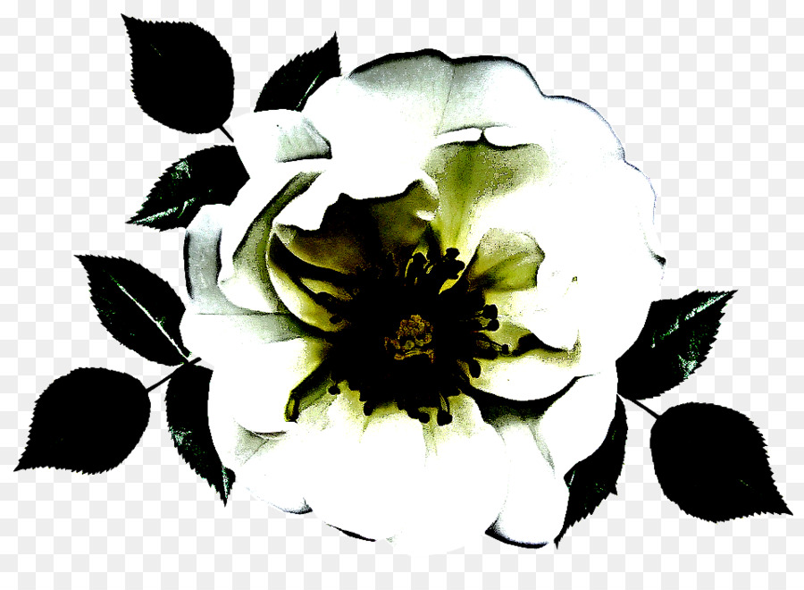 Fleur，Noir Et Blanc PNG