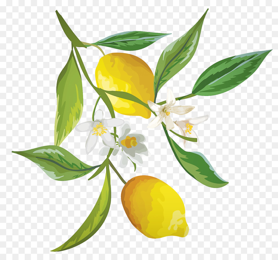 Citrons，Jaune PNG