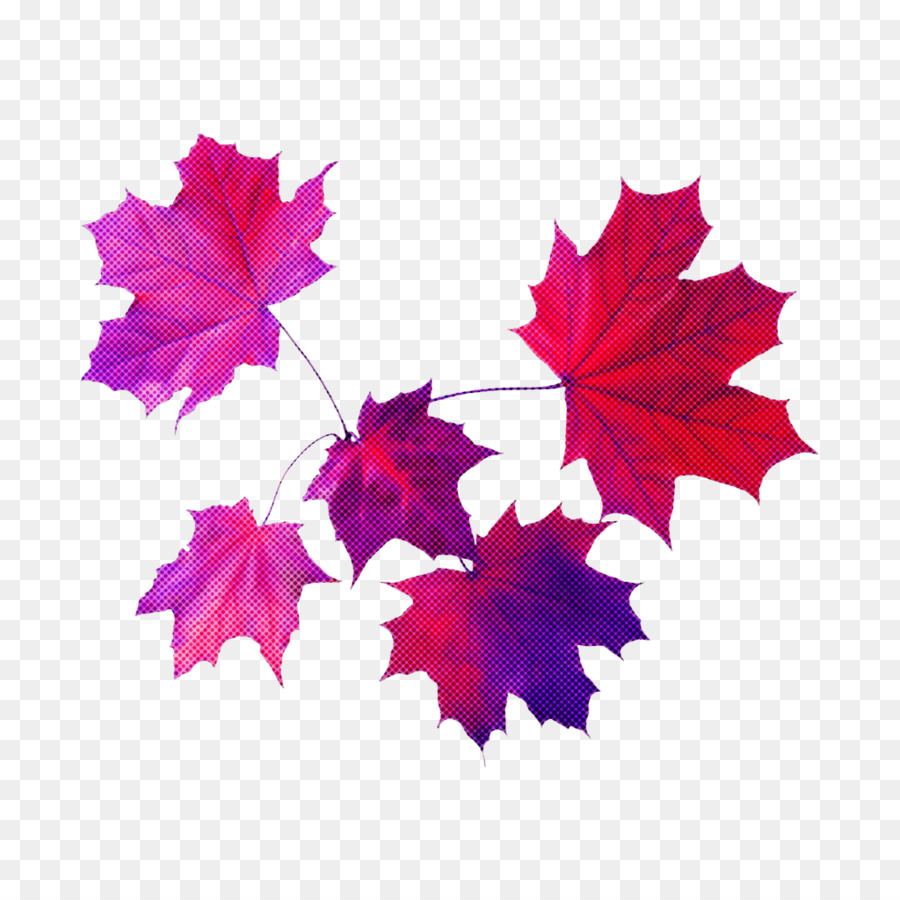 Feuilles D'érable，Automne PNG