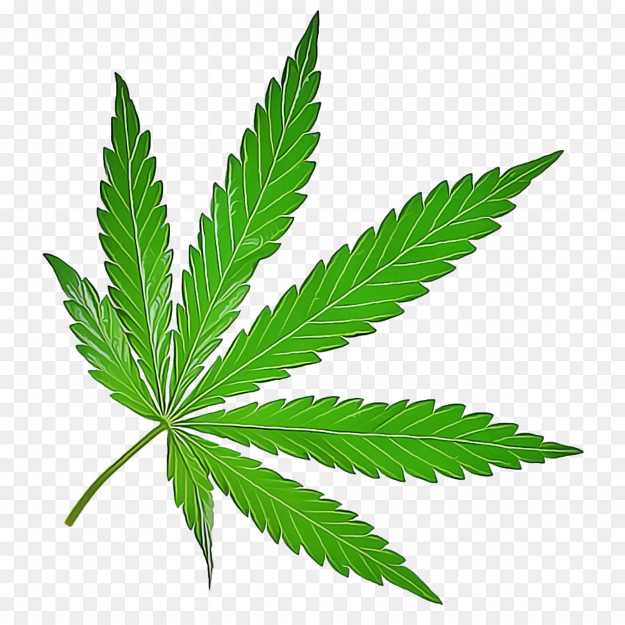 Feuille De Cannabis，Cannabis PNG