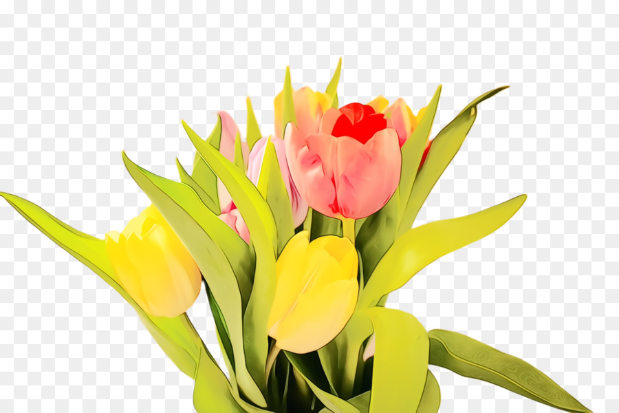 Tulipes Jaunes，Tulipes PNG