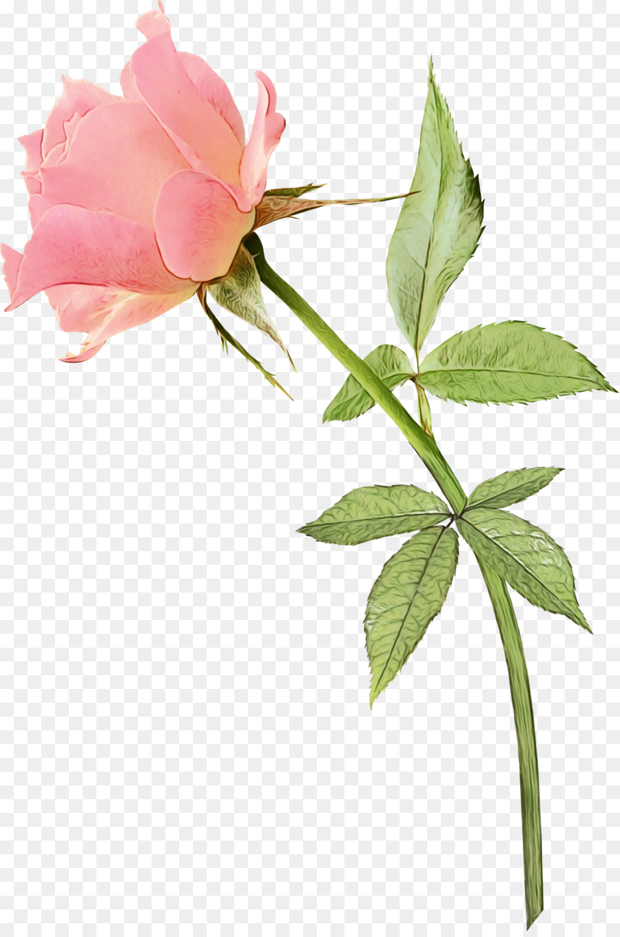 Rose Rose，Floraison PNG