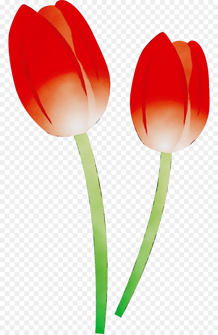 Tulipes Rouges，Floraison PNG