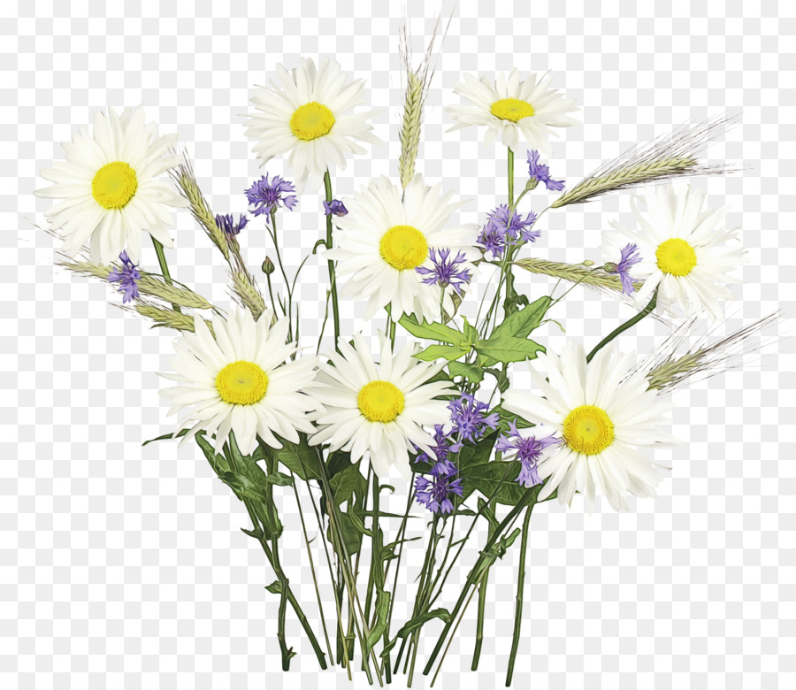 Fleurs，Marguerites PNG