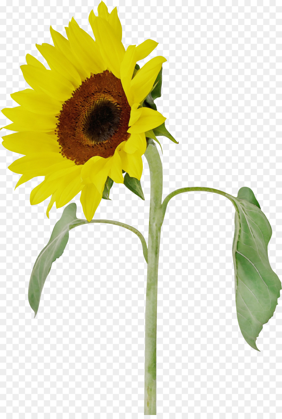 Tournesol，Usine PNG