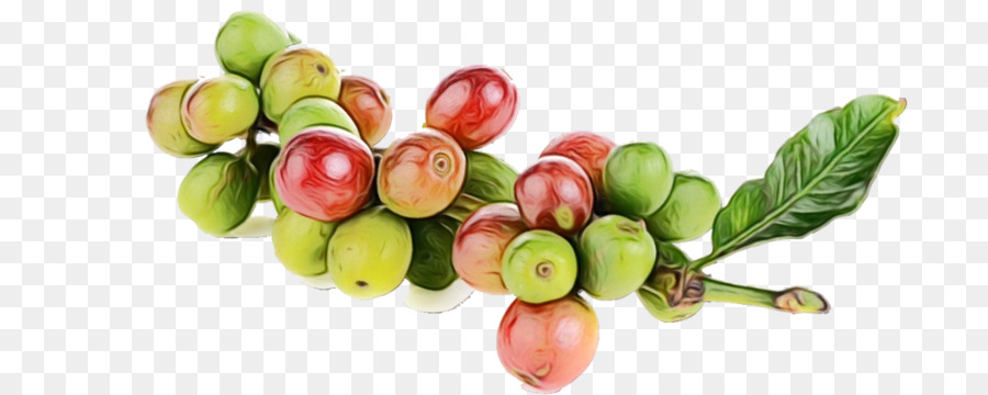 Cerises De Café，Bifurquer PNG