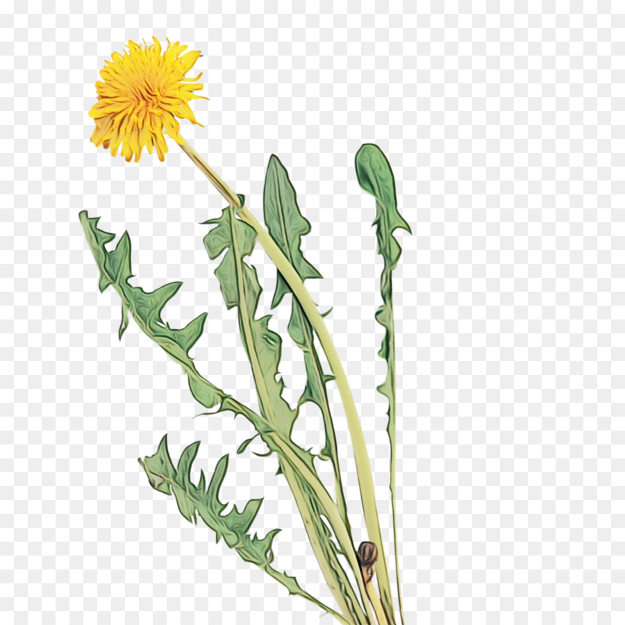 Pissenlit，Fleur PNG