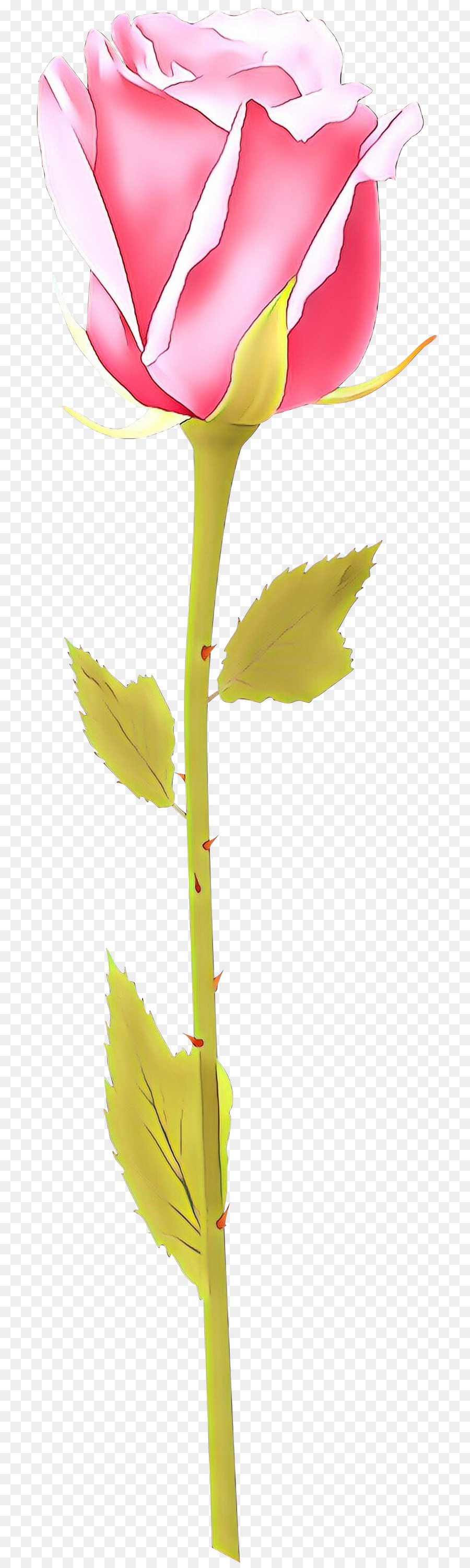 Feuille，Usine PNG