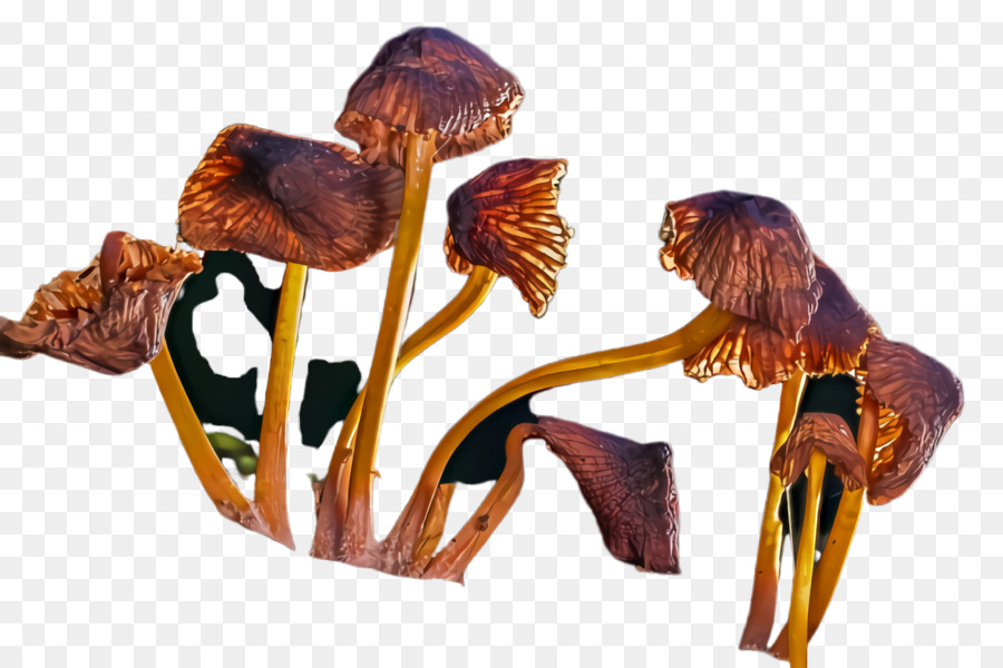 Fleur，Plante PNG