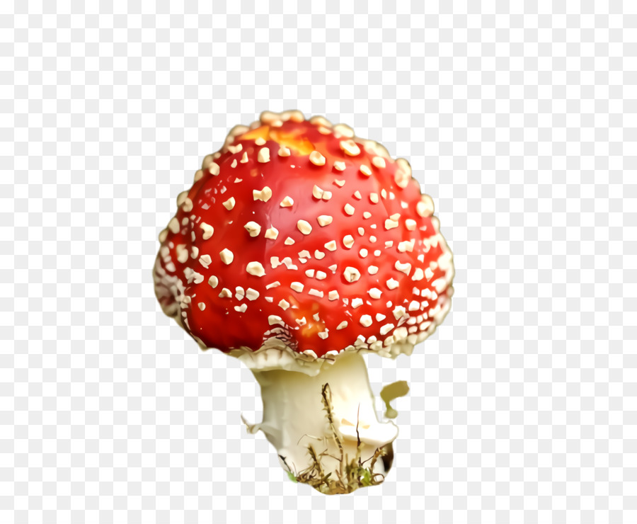 Champignon，Rouge PNG