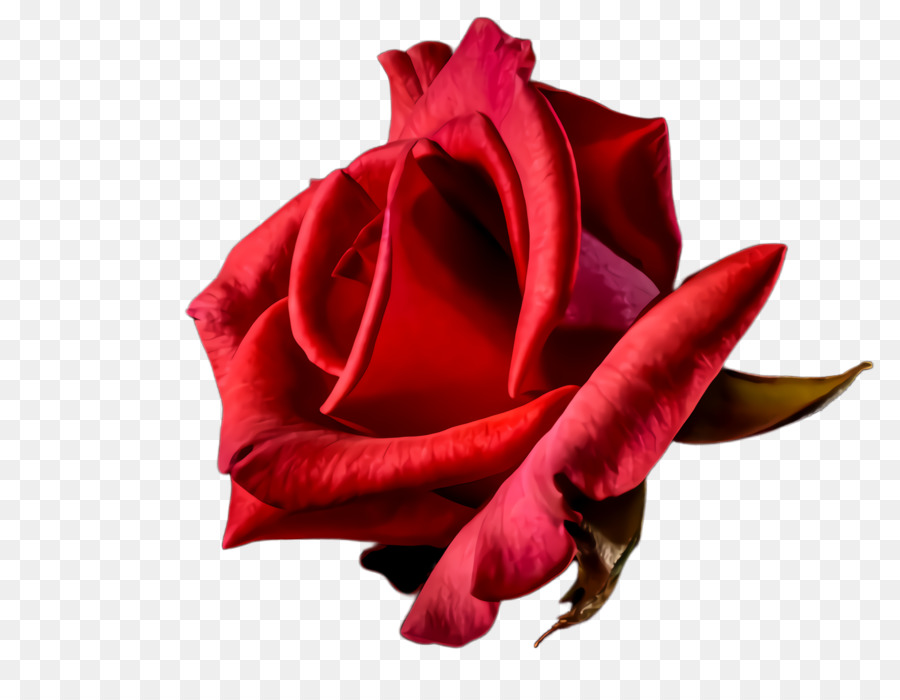 Roses Rouges，Floraison PNG