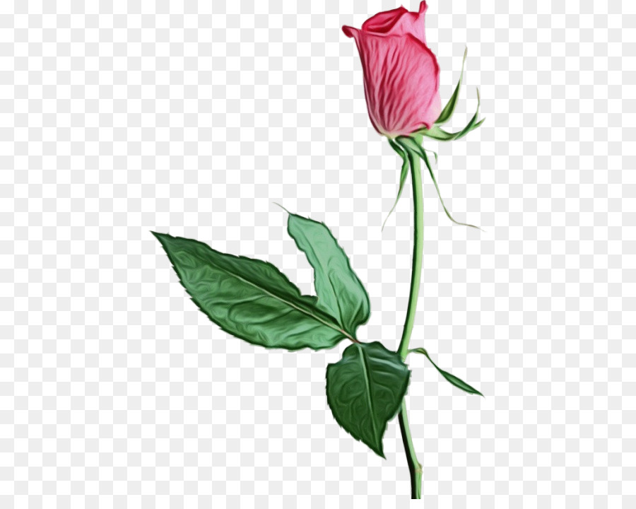 Rose Rose，Floraison PNG