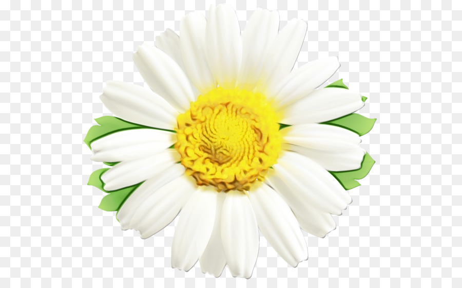 Marguerite Blanche，Marguerite PNG